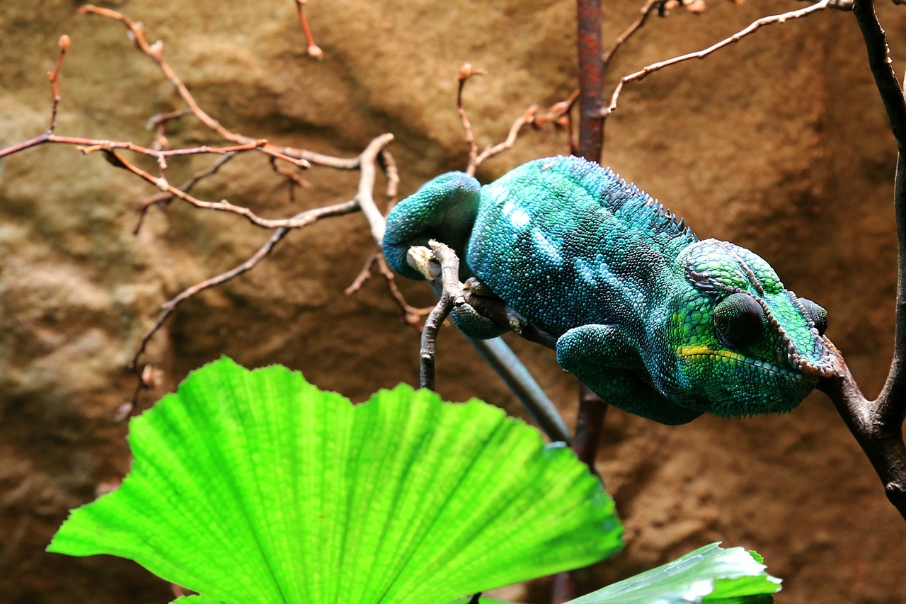 chameleon lizard reptile free photo