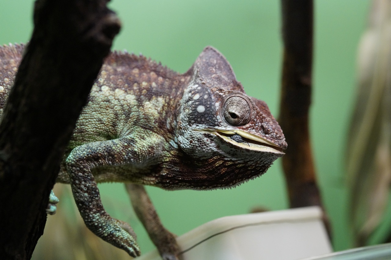 chameleon feeding terrarium free photo