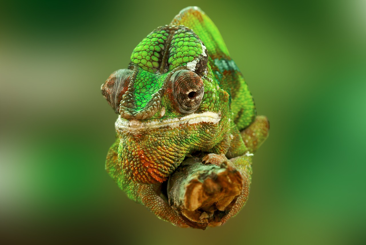 chameleon reptile lizard free photo