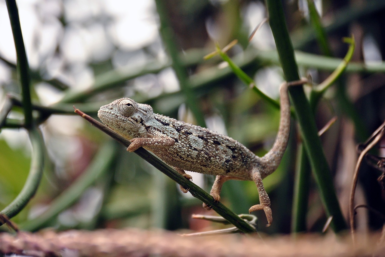 chameleon reptile lizard free photo