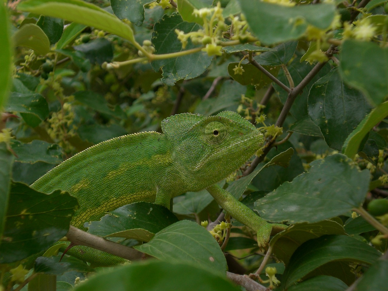 chameleon mimicry green free photo