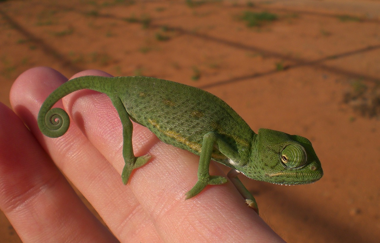 chameleon green reptile free photo