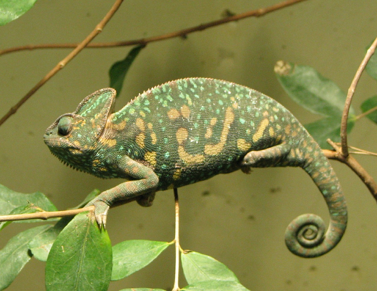 chameleon female branch free photo