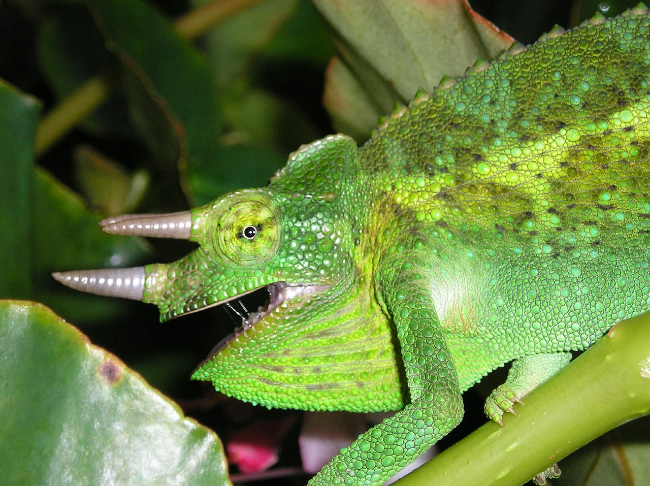 chameleon horns green free photo