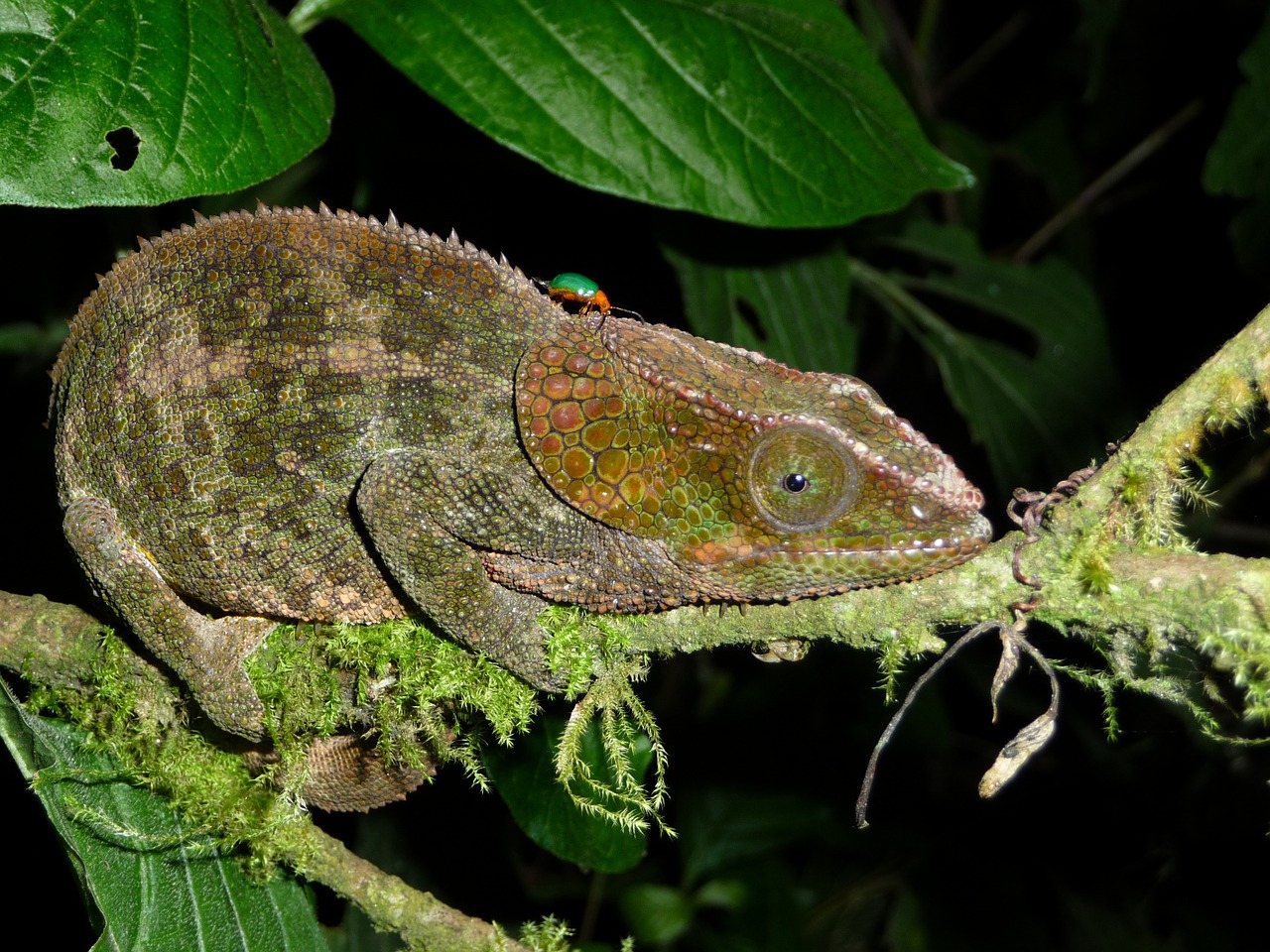 chameleon reptile madagascar free photo