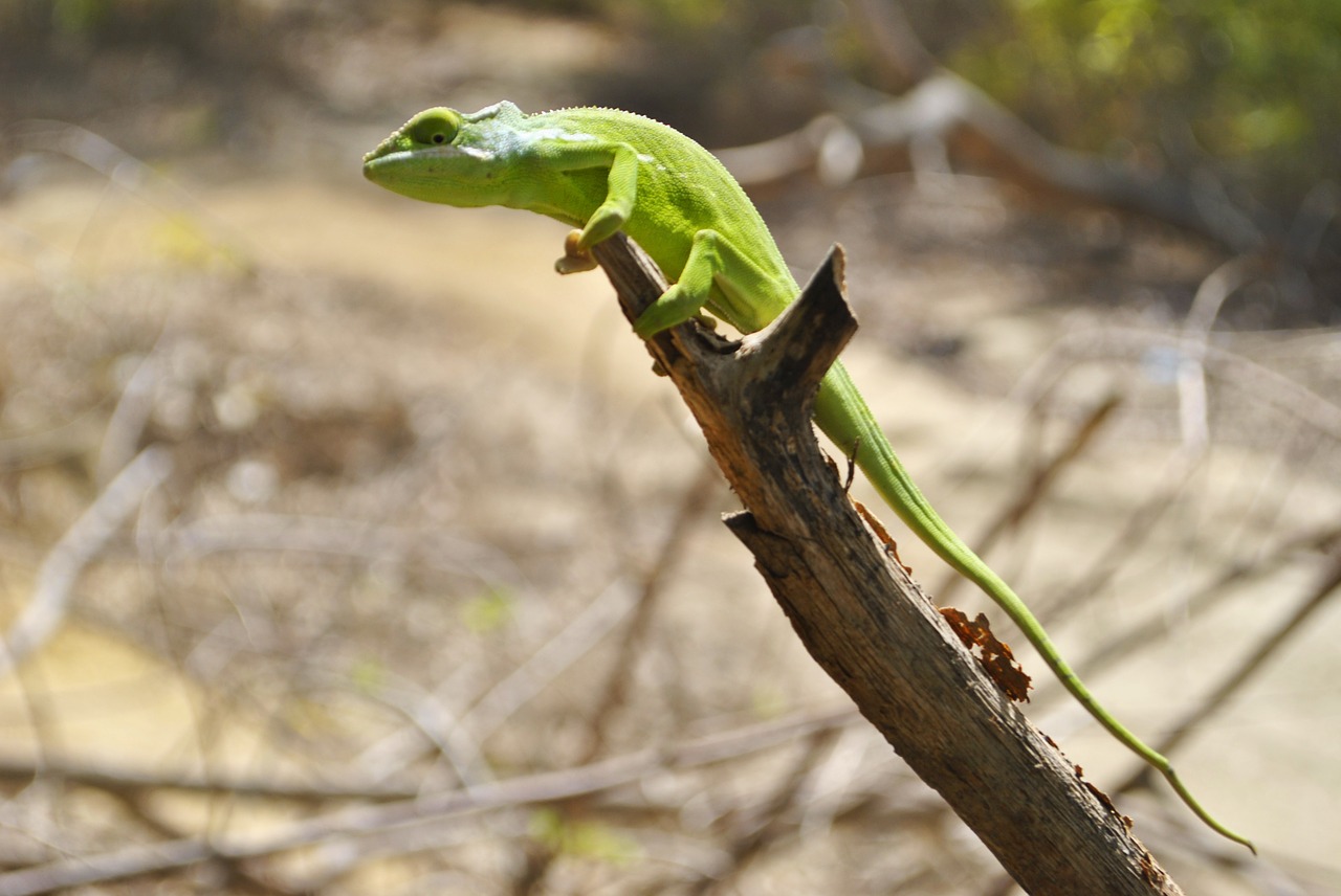 chameleon mayotte dziani lake free photo