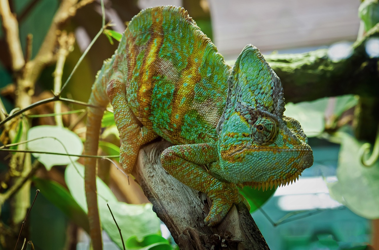 chameleon lizard reptile free photo