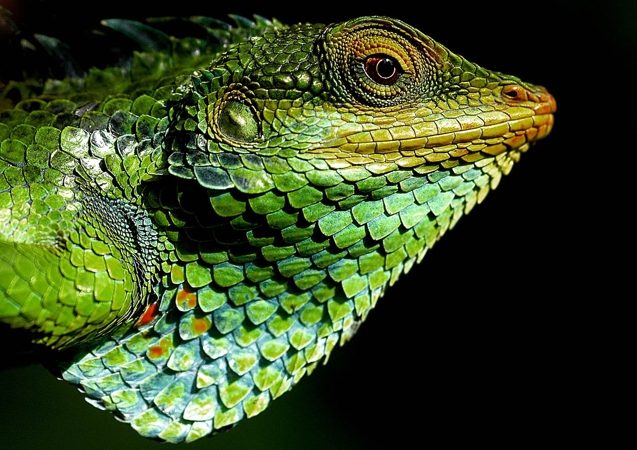 chameleon forest nature free photo