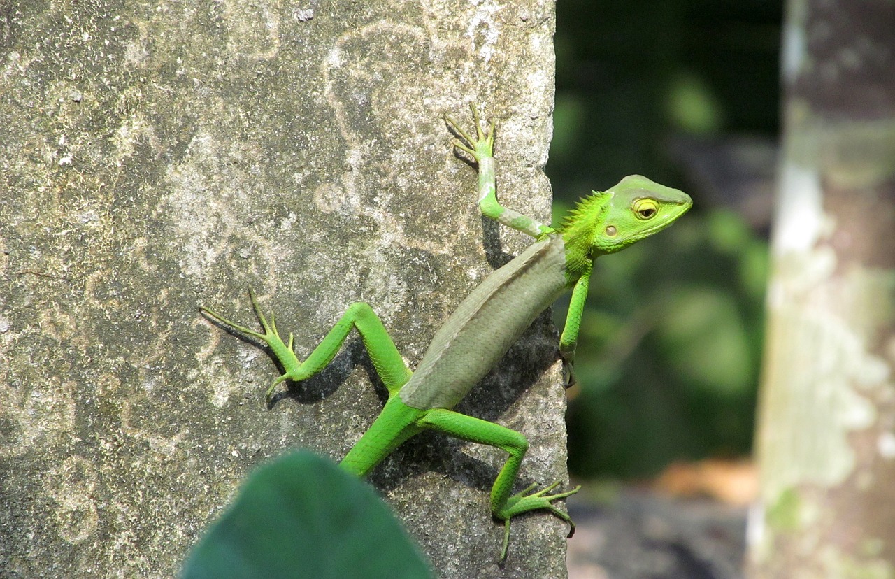 chameleon green nature free photo