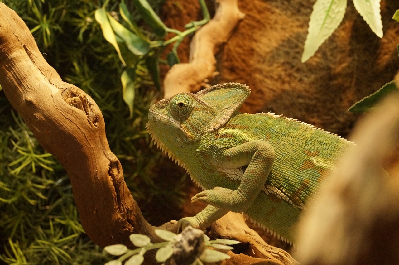 chameleon yemen chameleon animal free photo