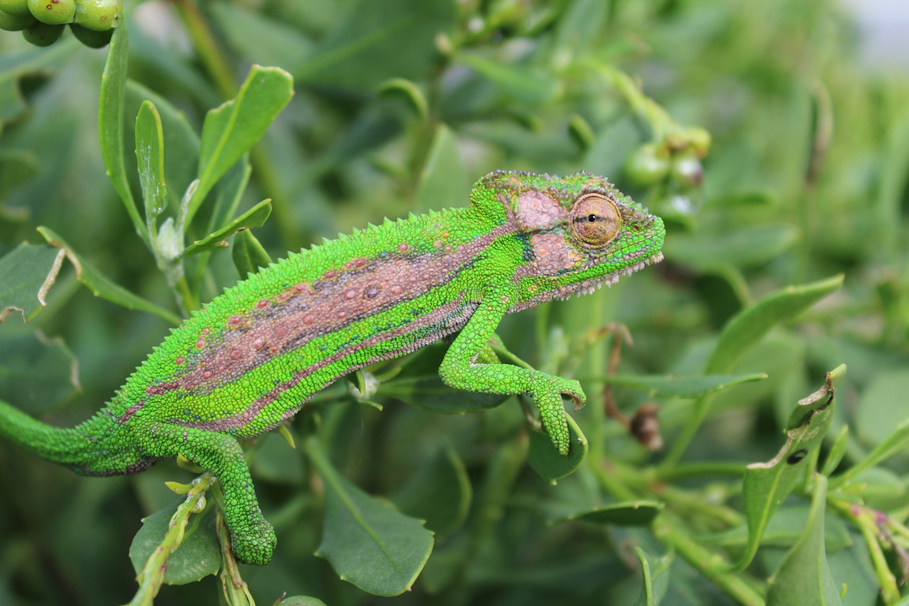 chameleon cape chameleon lizard free photo