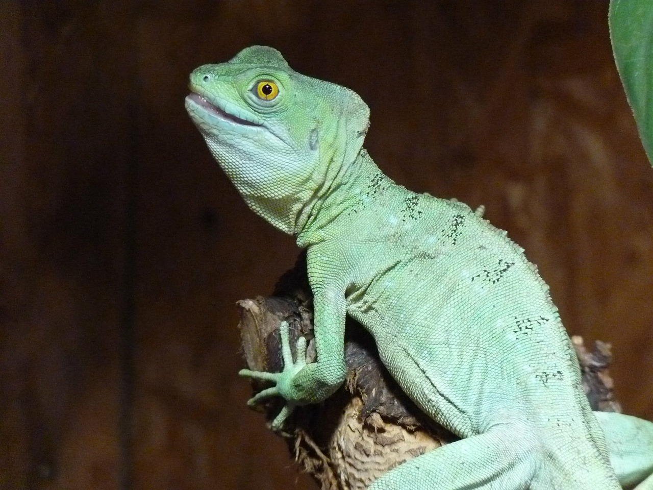 chameleon chamaeleonidae reptile free photo