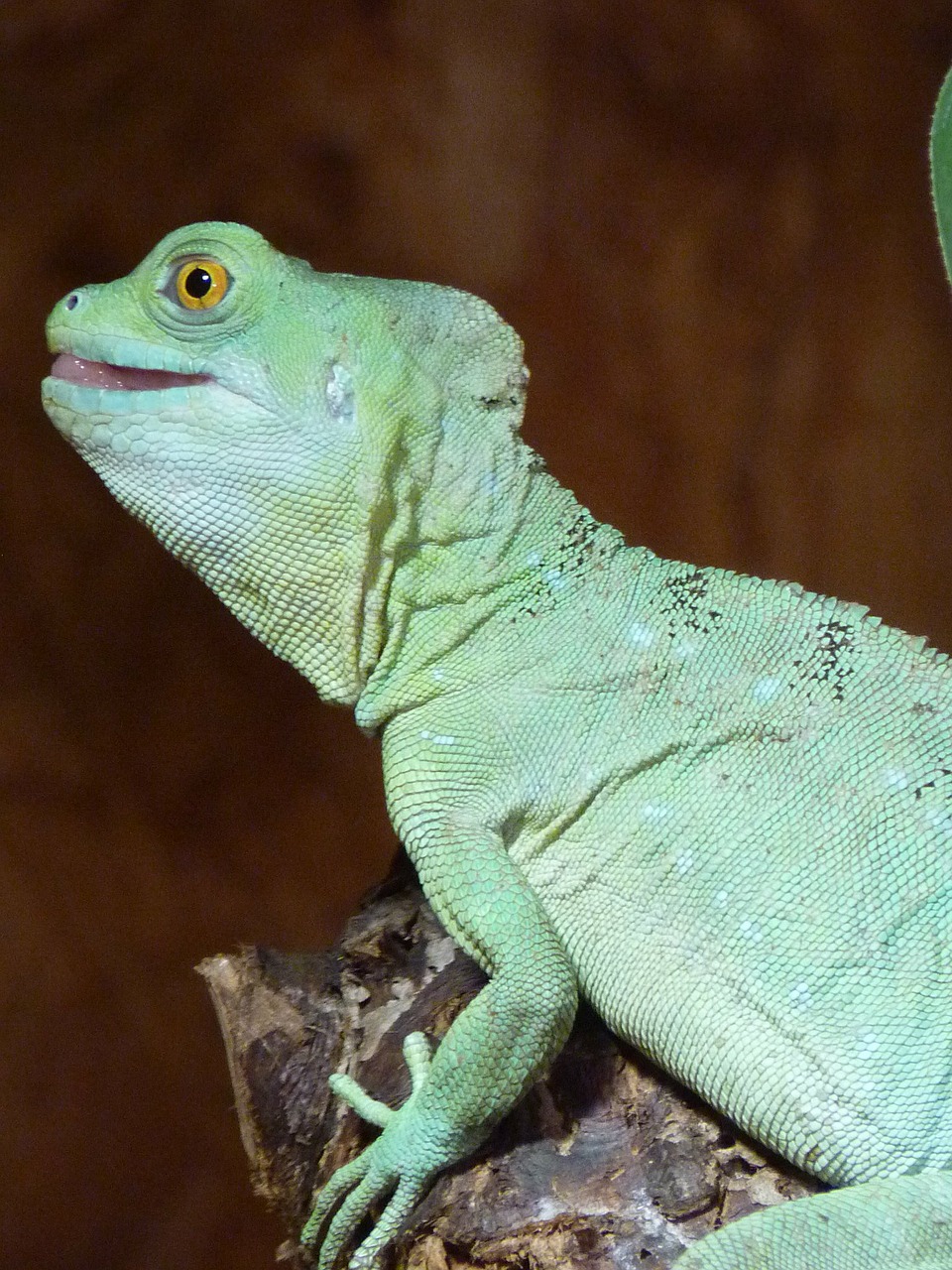 chameleon chamaeleonidae reptile free photo