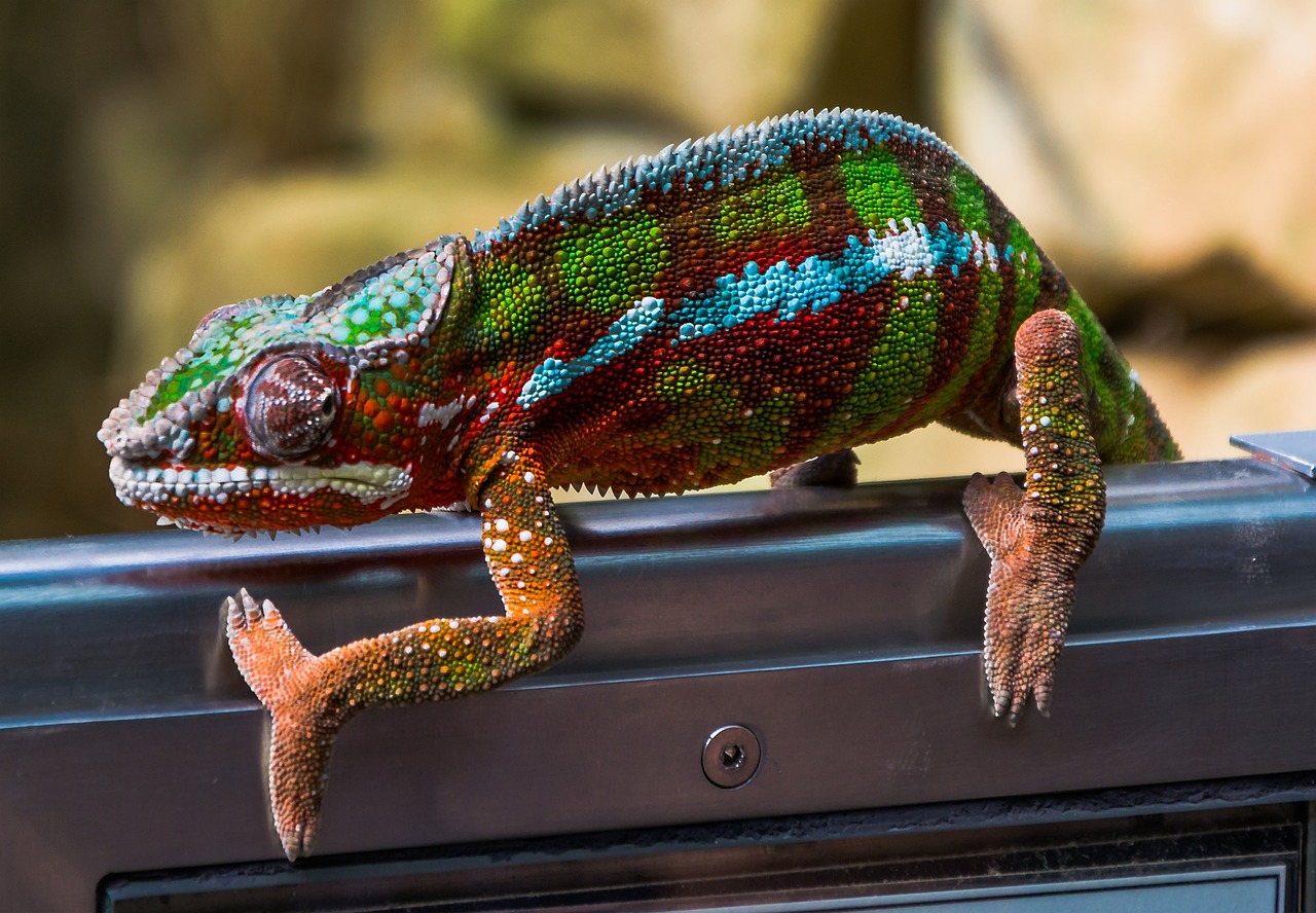 chameleon gecko zoo free photo