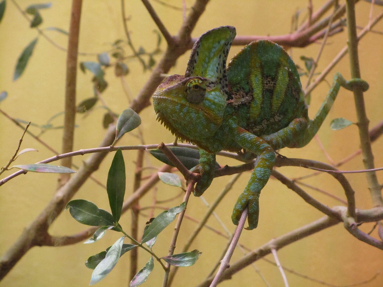 chameleon lizard branches free photo