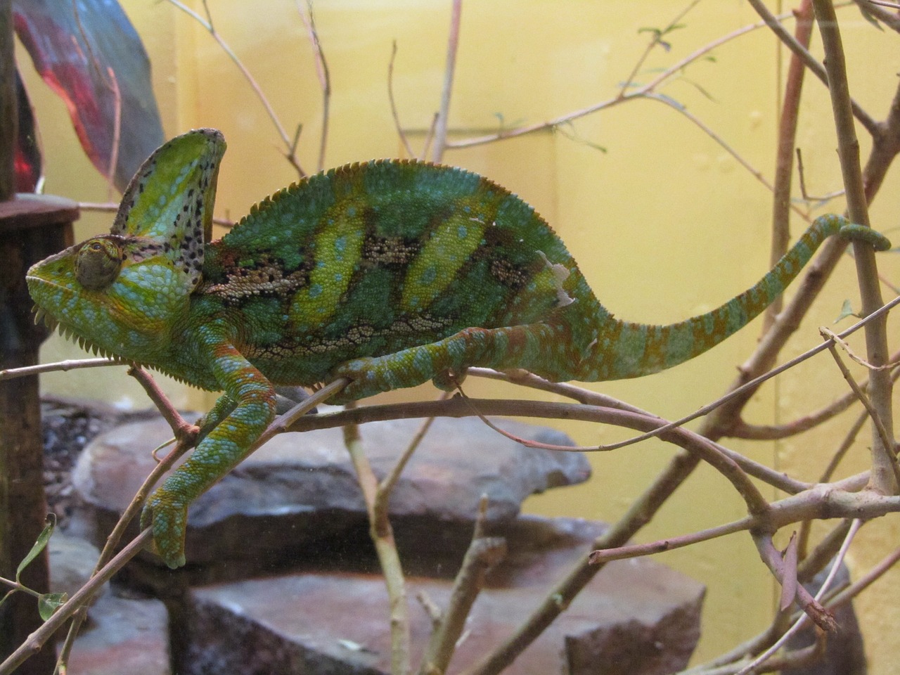 chameleon lizard green free photo