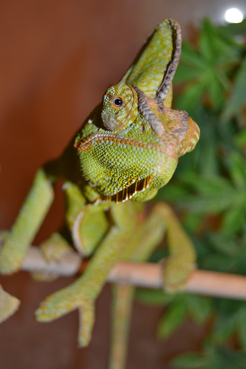 chameleon pet green free photo