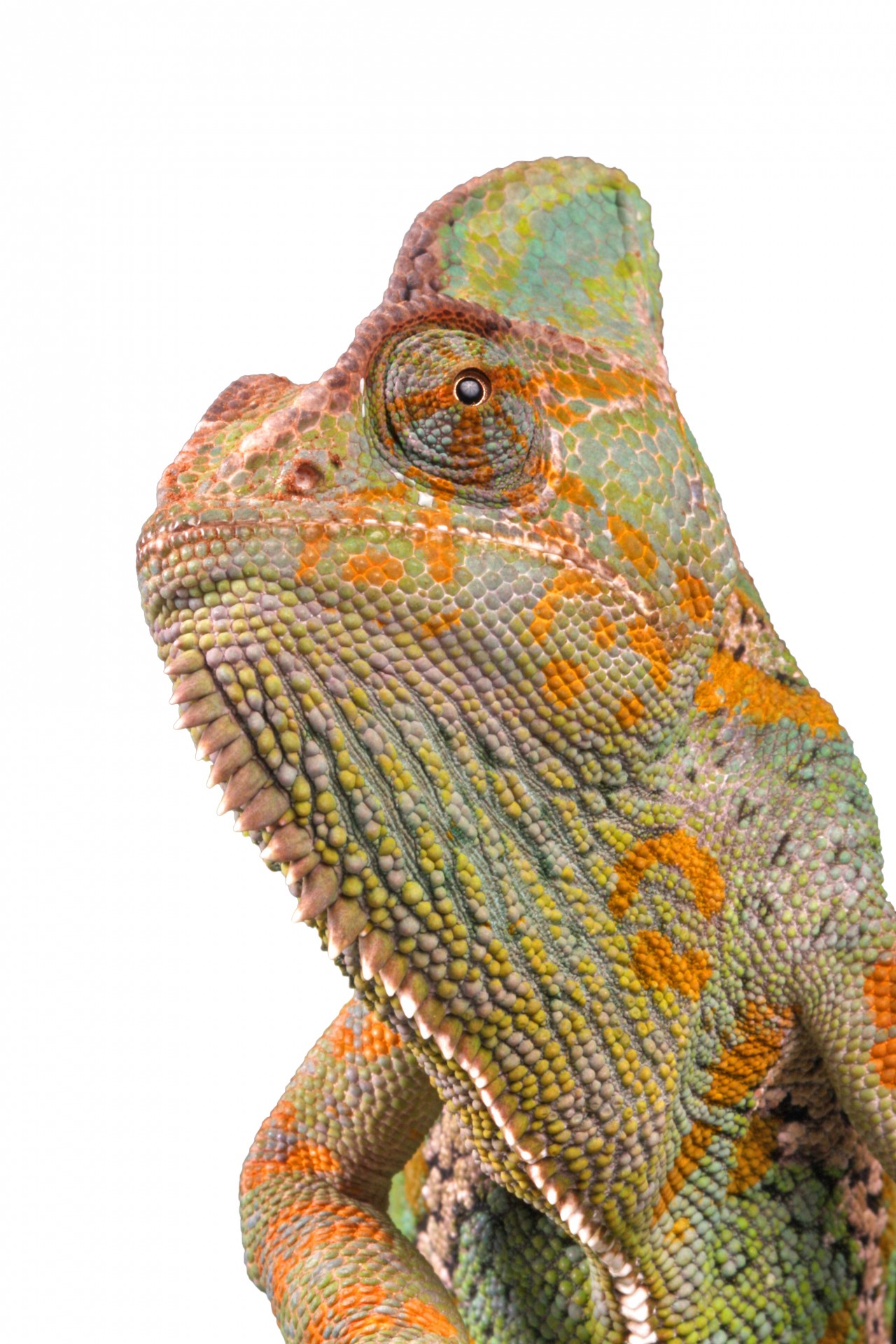 chameleon macro portrait free photo