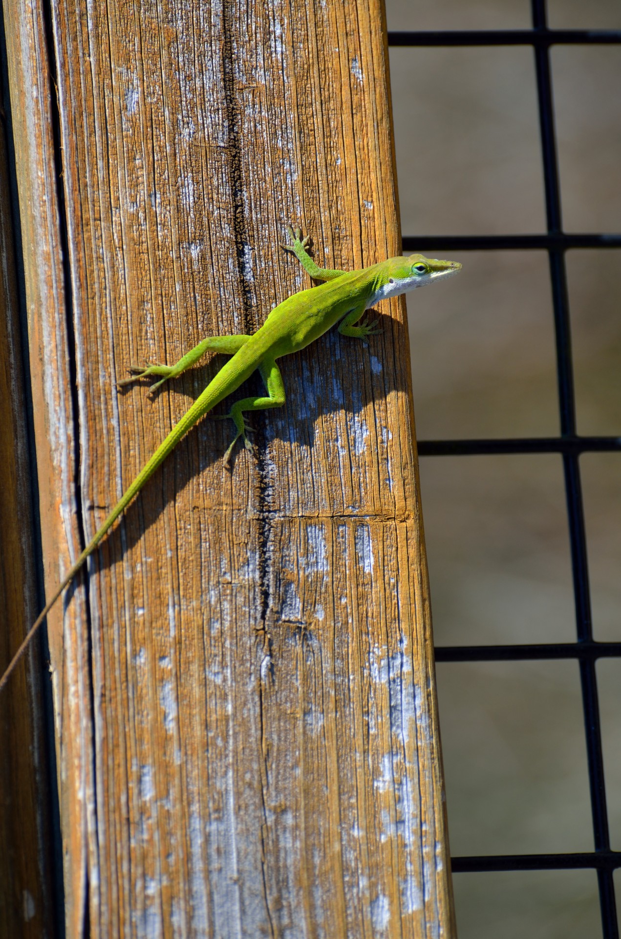 lizard green chameleon free photo