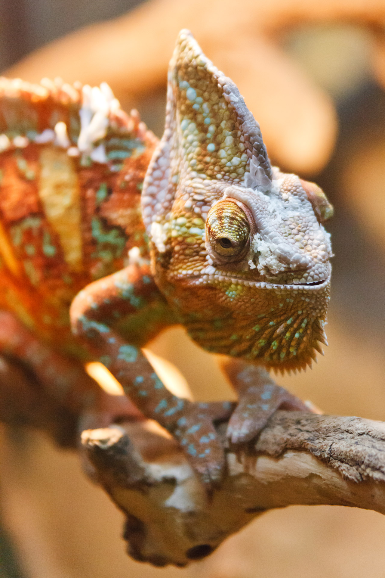 animal camouflage chameleon free photo