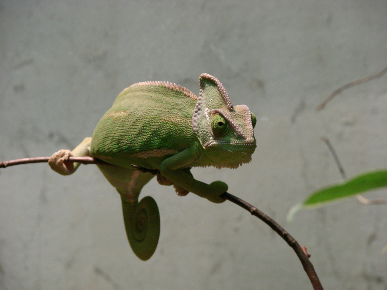 chameleons iguana chamaeleonidae free photo