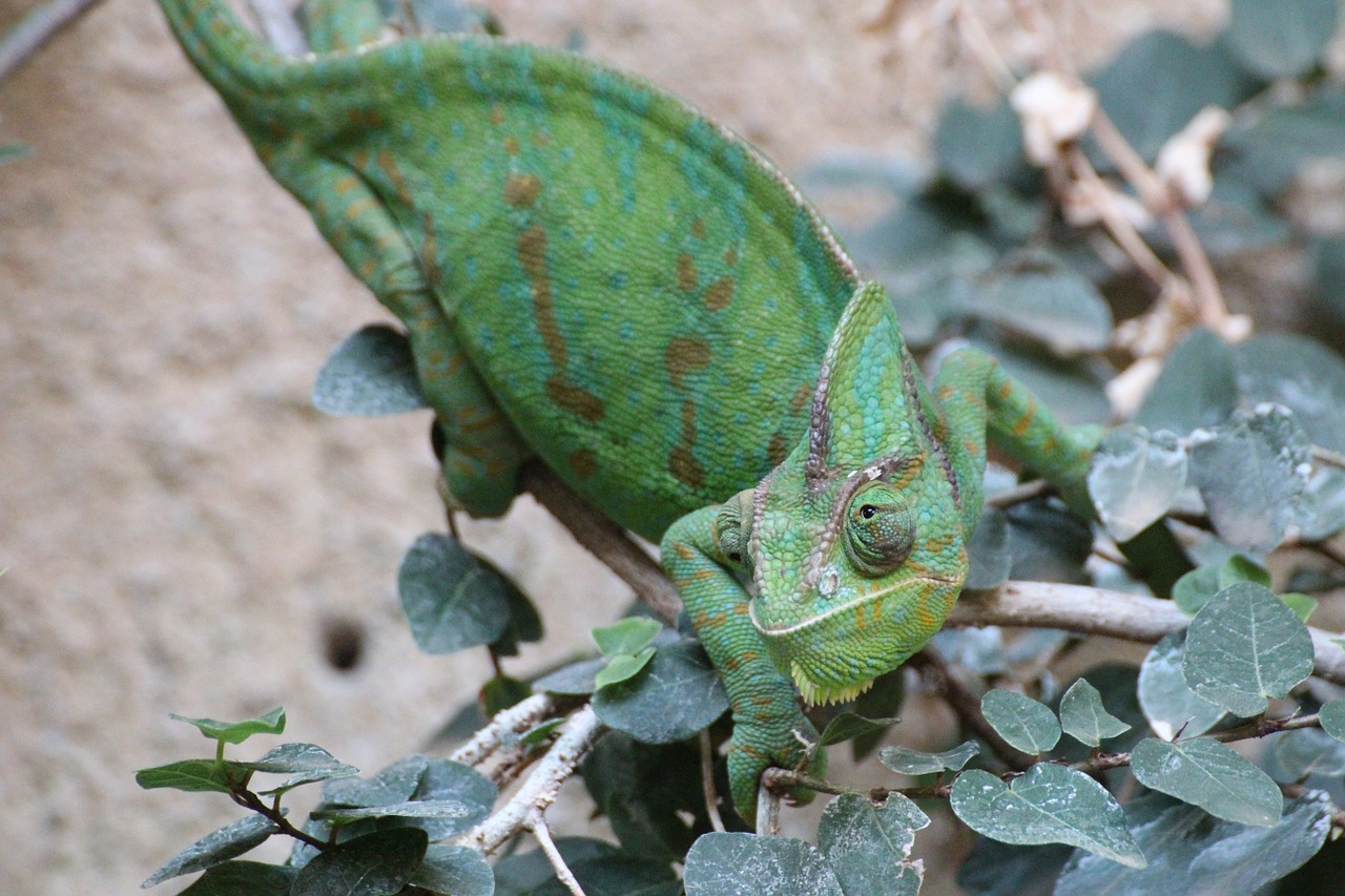 chameleons chamaeleonidae green free photo