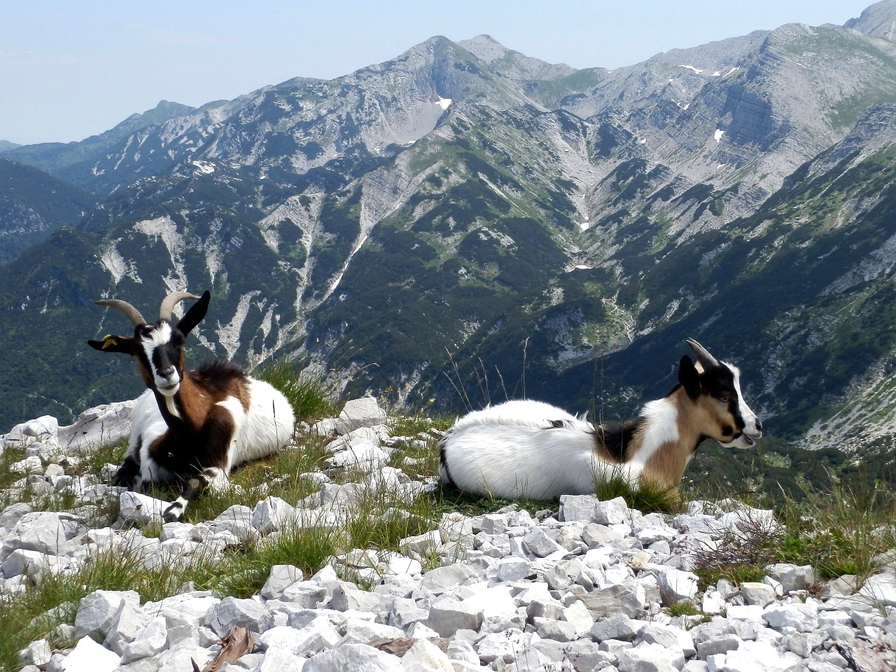 chamois mountain goats free photo