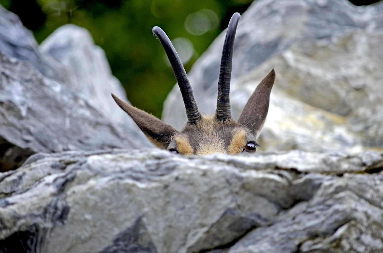 chamois alpengämse hide free photo