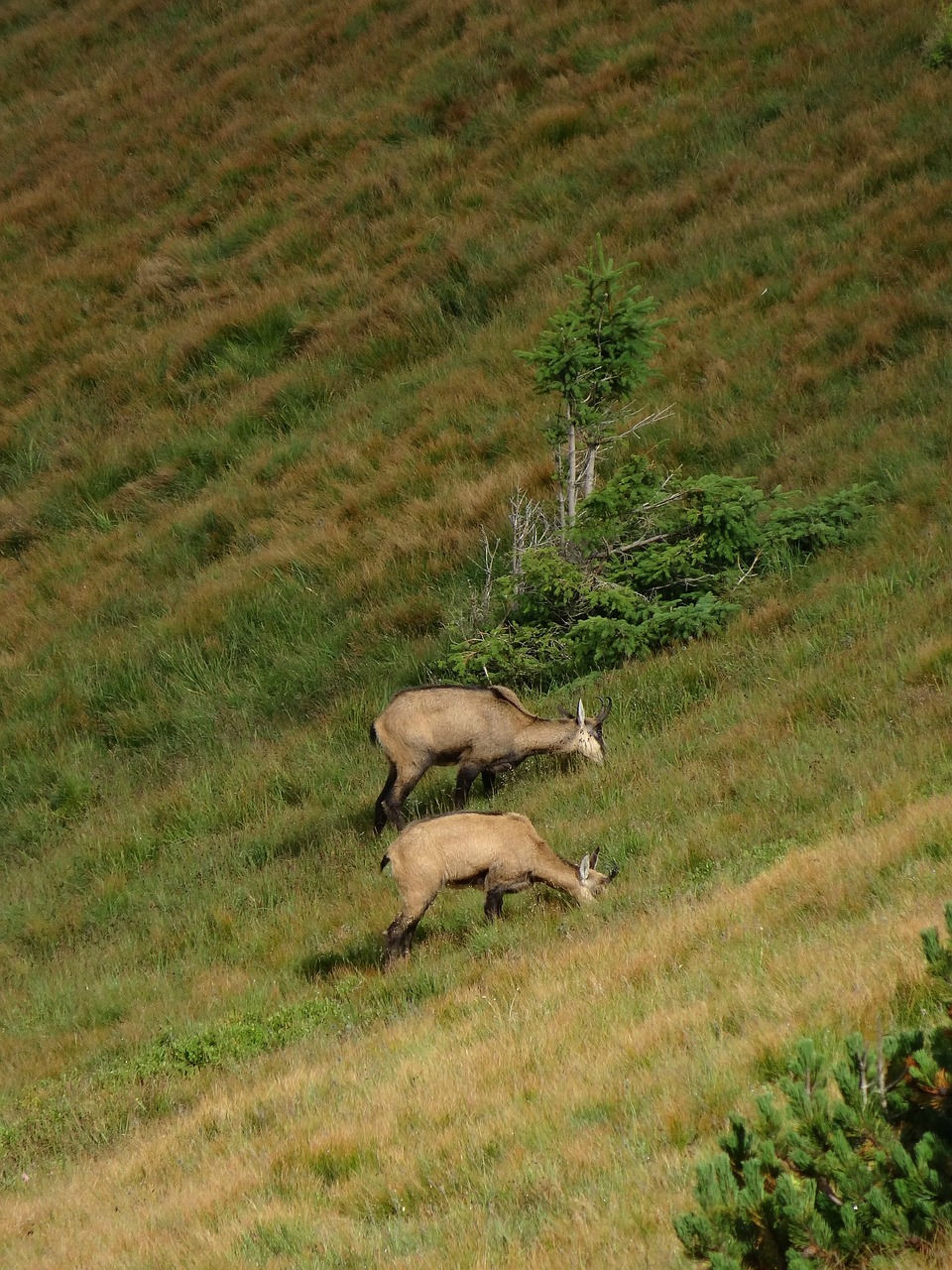 chamois animals poland free photo