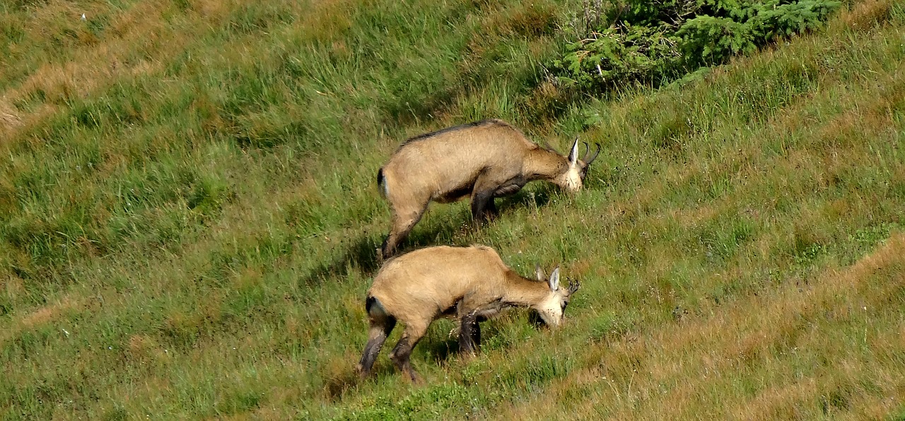 chamois animals poland free photo