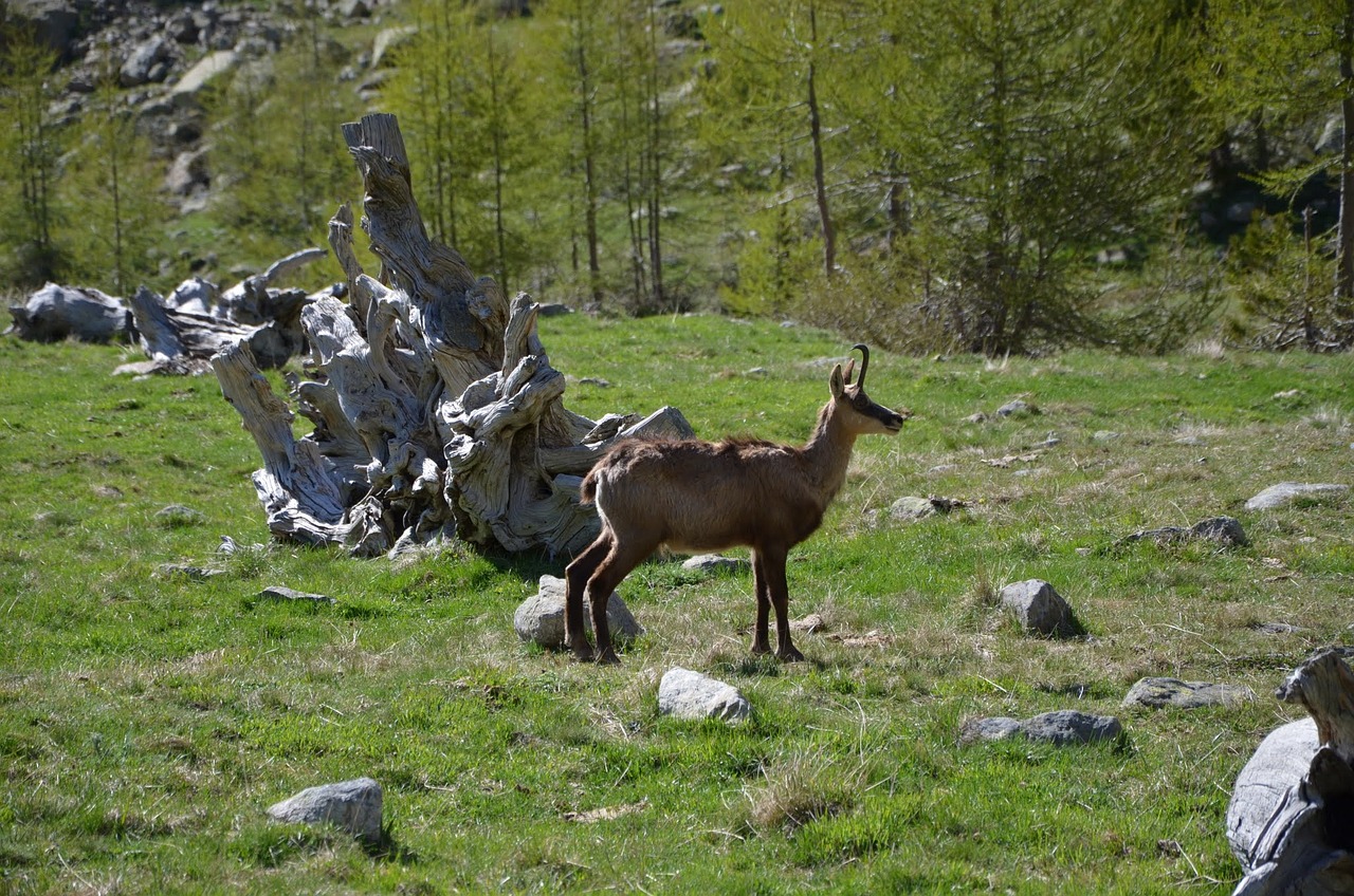 chamois wild animals wild free photo