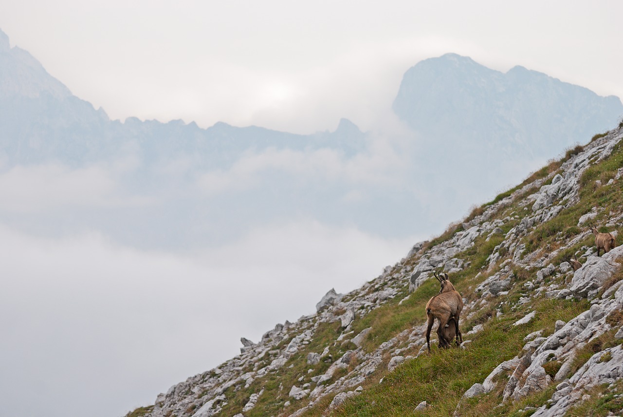 chamois gams mountains free photo