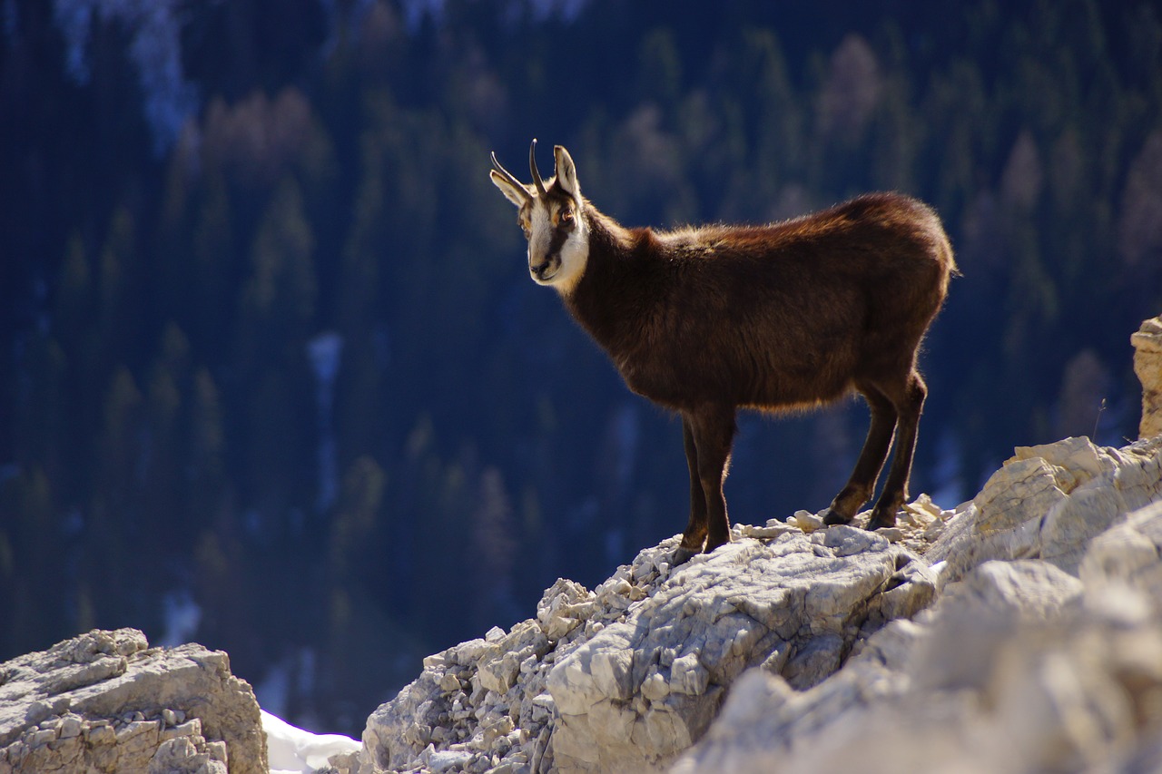 chamois dolomites mountain free photo