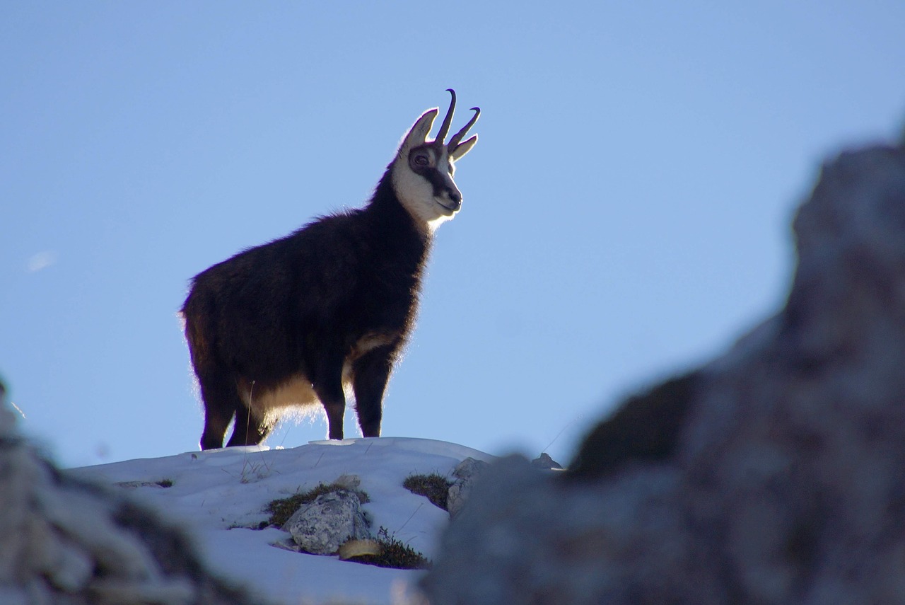 chamois  animal  animals free photo