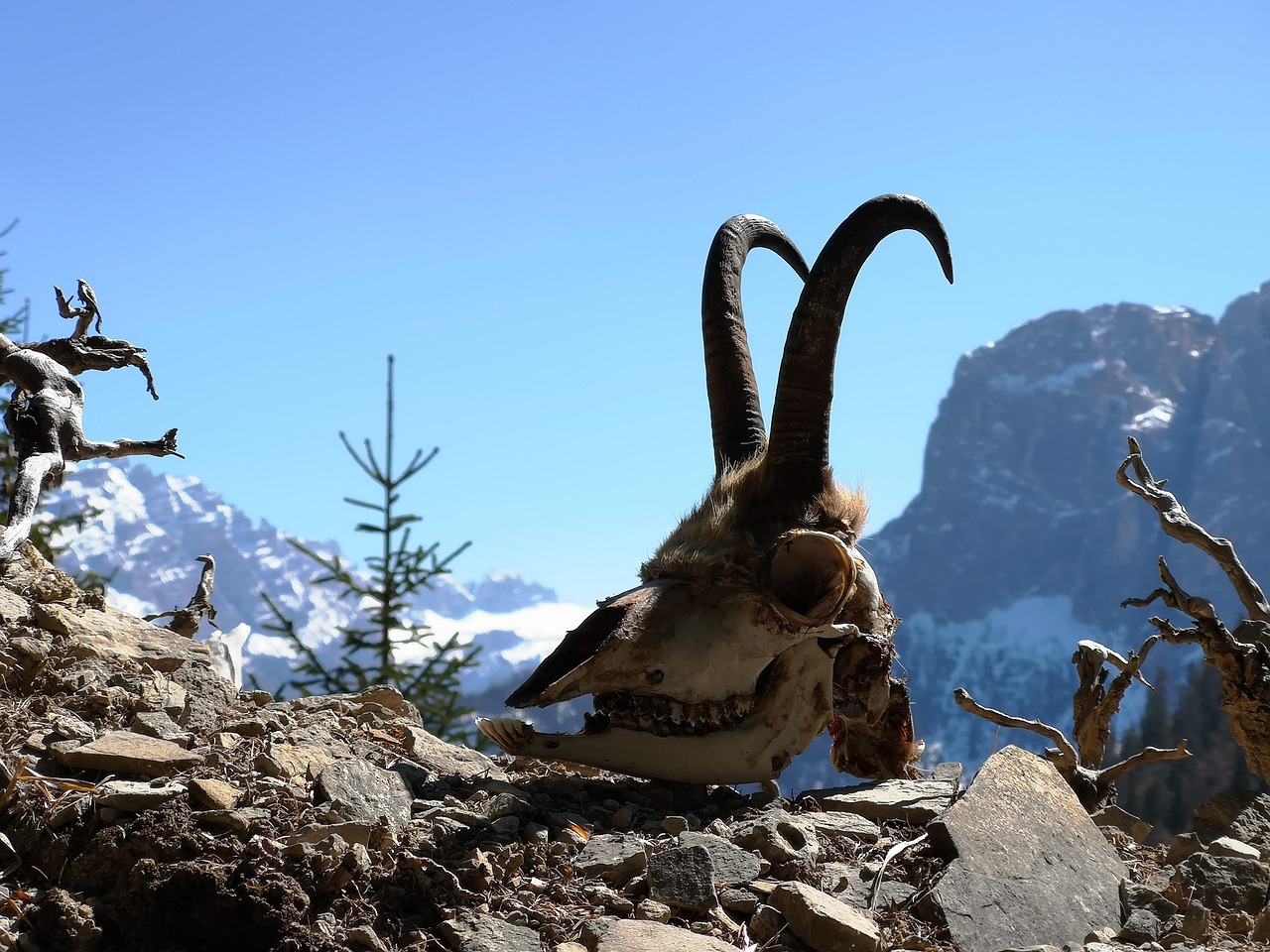 chamois  skull  horns free photo