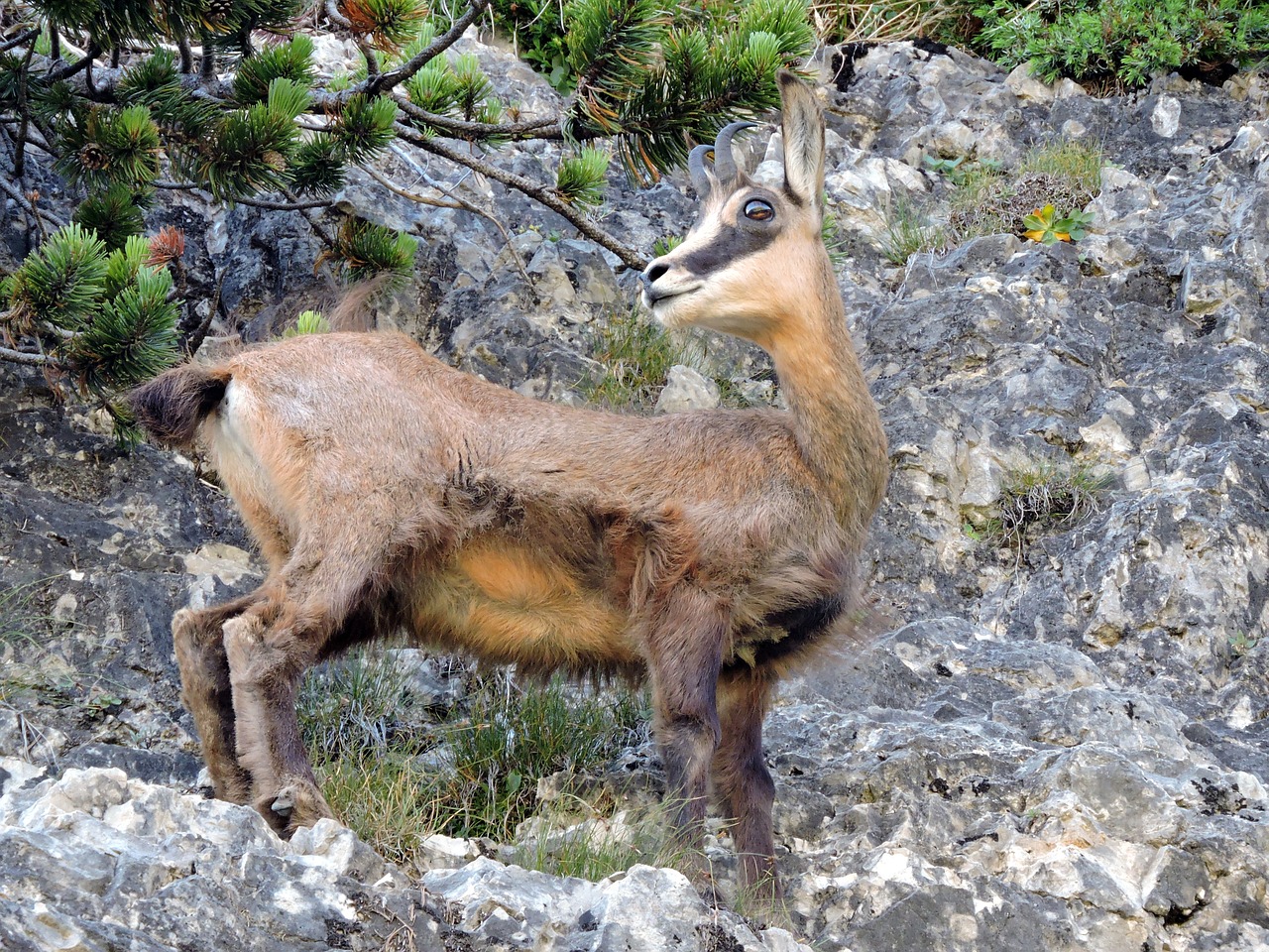 chamois mountain rock free photo