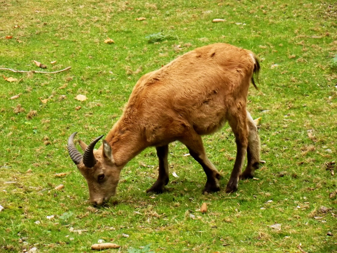 chamois animal deer free photo