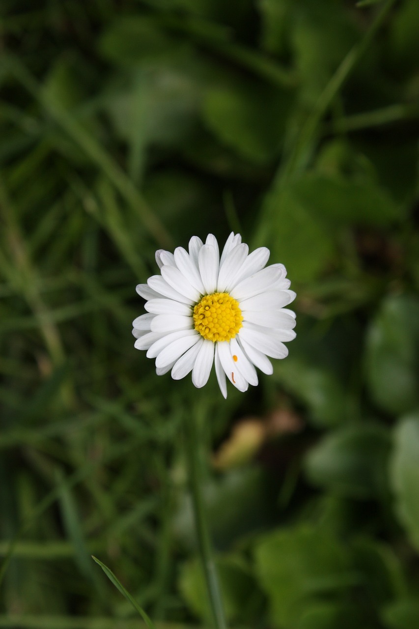 chamomile daisy flower free photo
