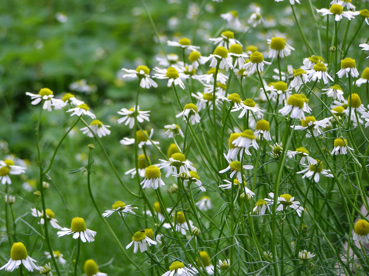 chamomile summer medicinal herbs free photo