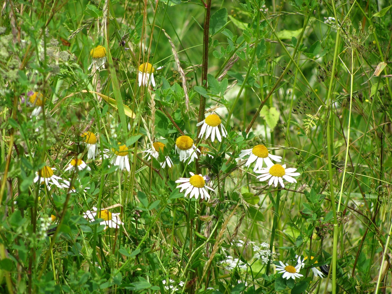 chamomile camomile daisy free photo