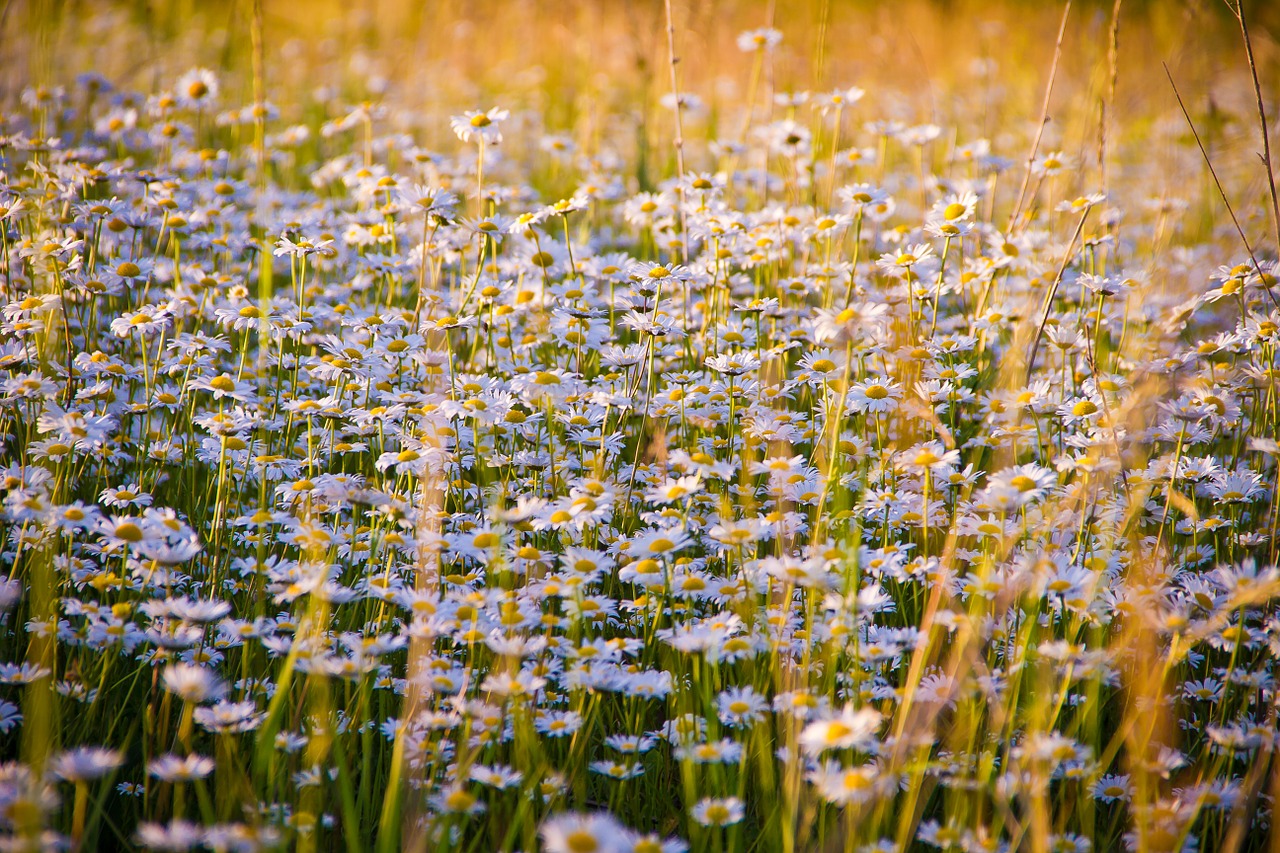 chamomile flowers white flowers free photo