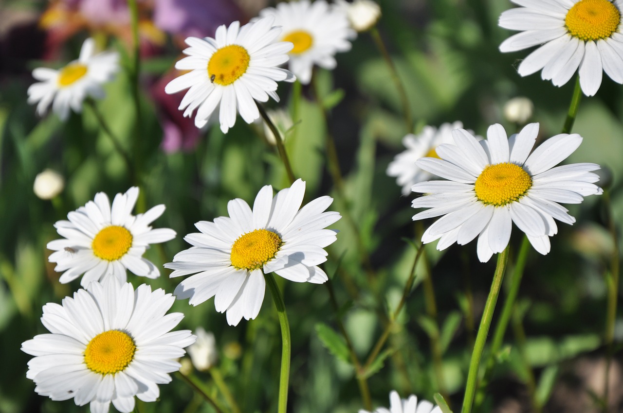 chamomile garden flowers free photo