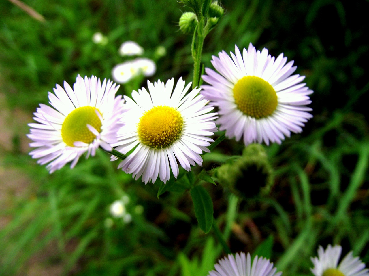 chamomile grass wild flowers free photo