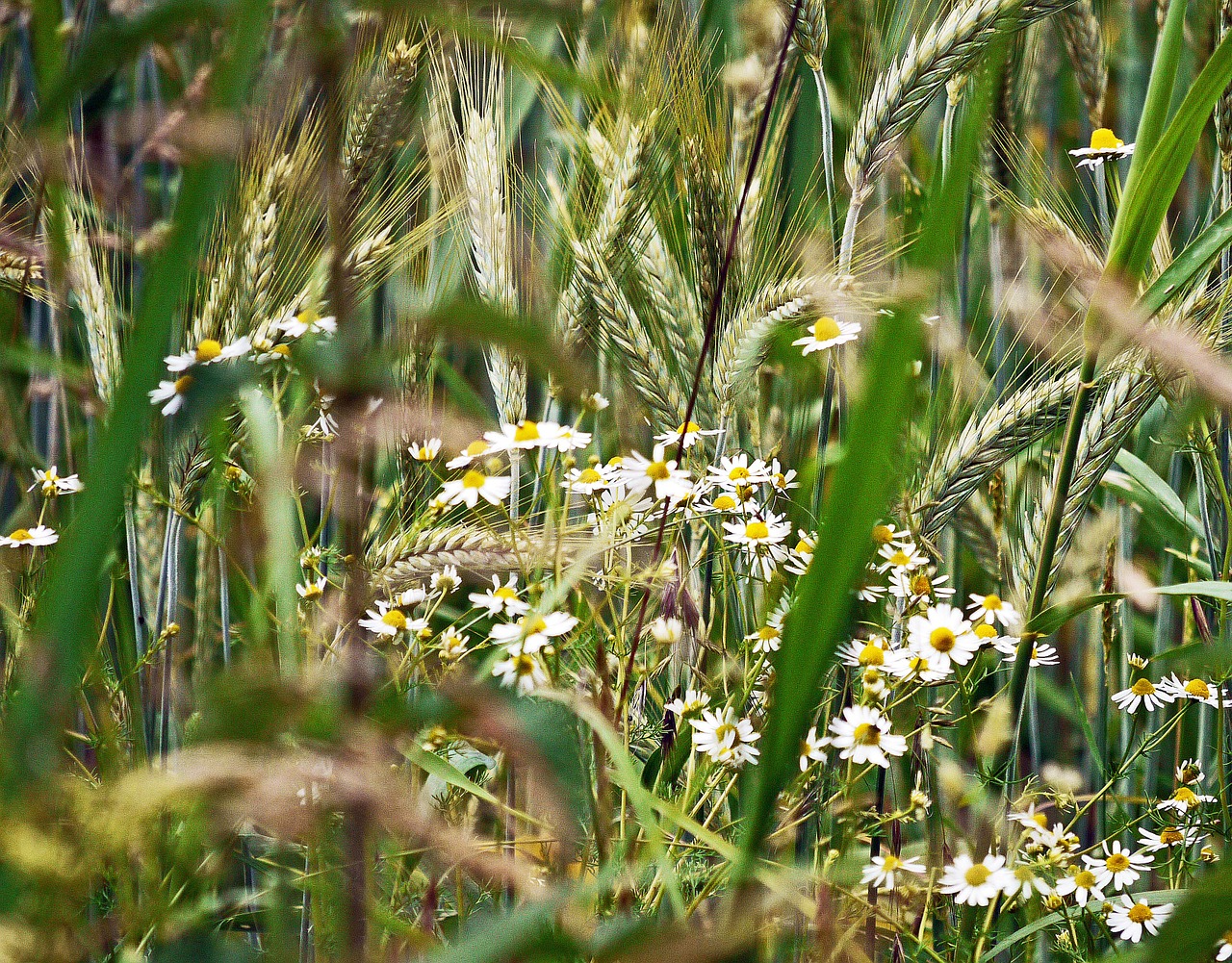 chamomile cornfield spike free photo