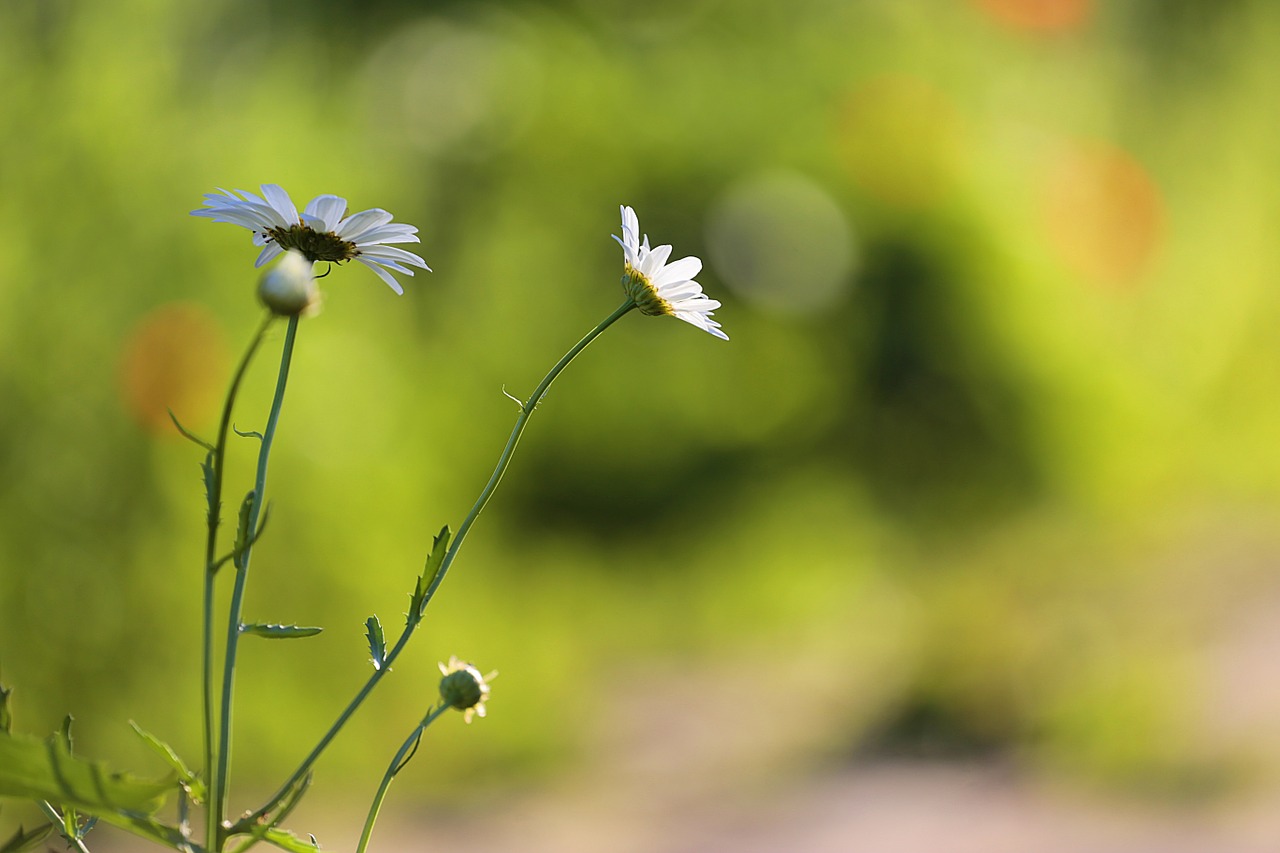 chamomile beauty flowers of the field free photo