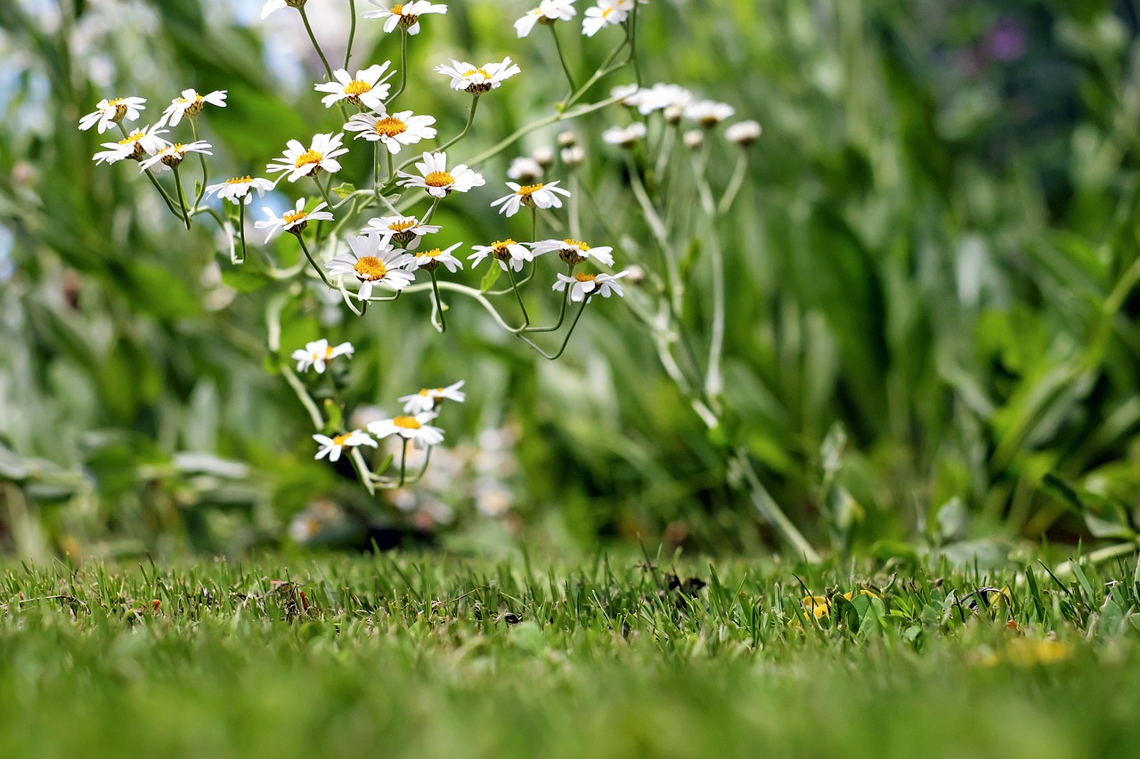 chamomile ornamental camomile flower free photo