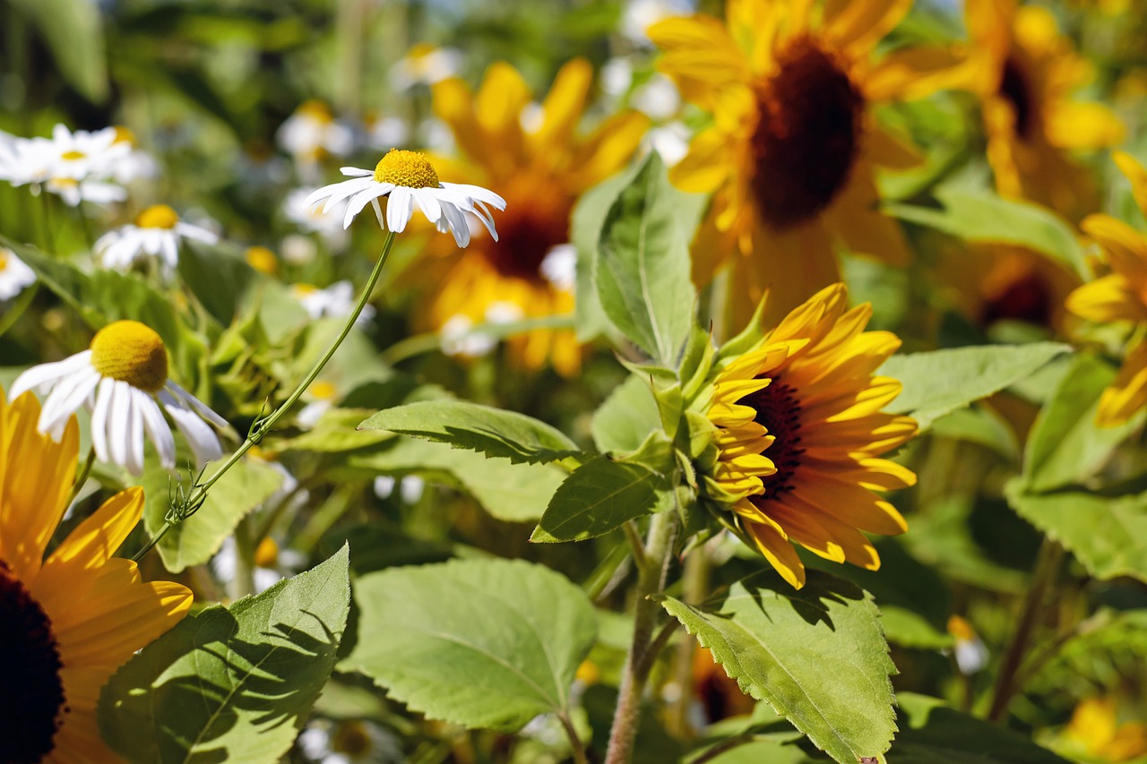 chamomile flower blossom free photo