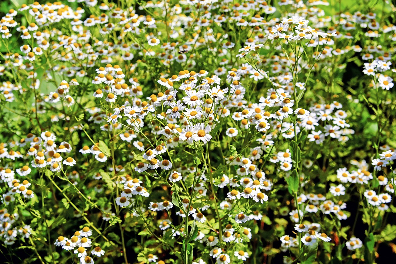 chamomile ornamental camomile flowers free photo