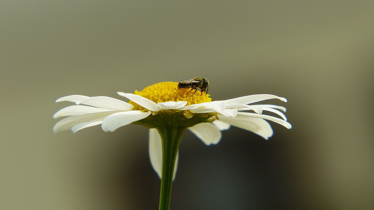 chamomile insect fly free photo