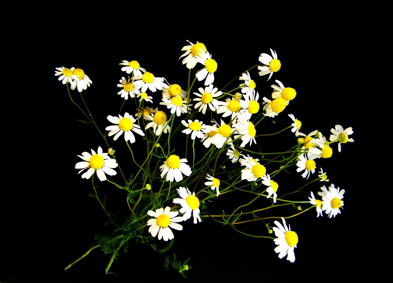 chamomile summer flower white free photo
